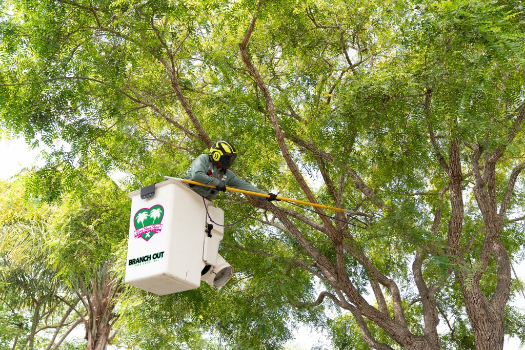 What month is best to trim trees 1 DSC00348 A122623