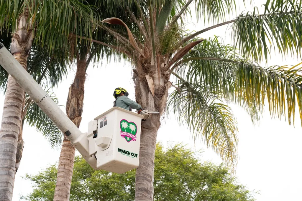 bucket truck palm trimming santa barbara