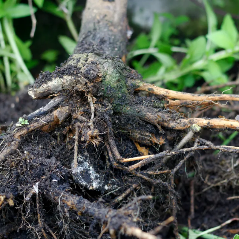 close up of root rot