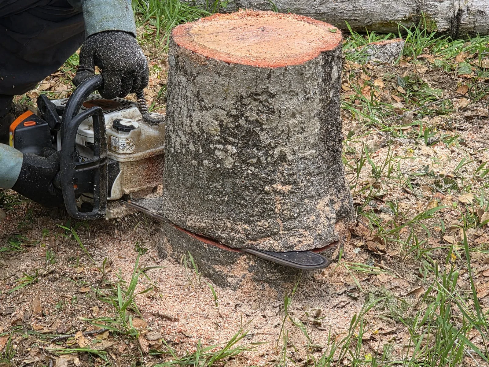 arborist cutting an oak stump getting ready for stump grinding
