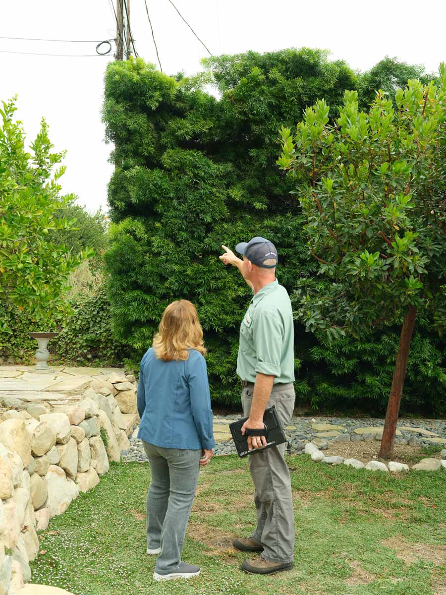 arborist pointing at hedge