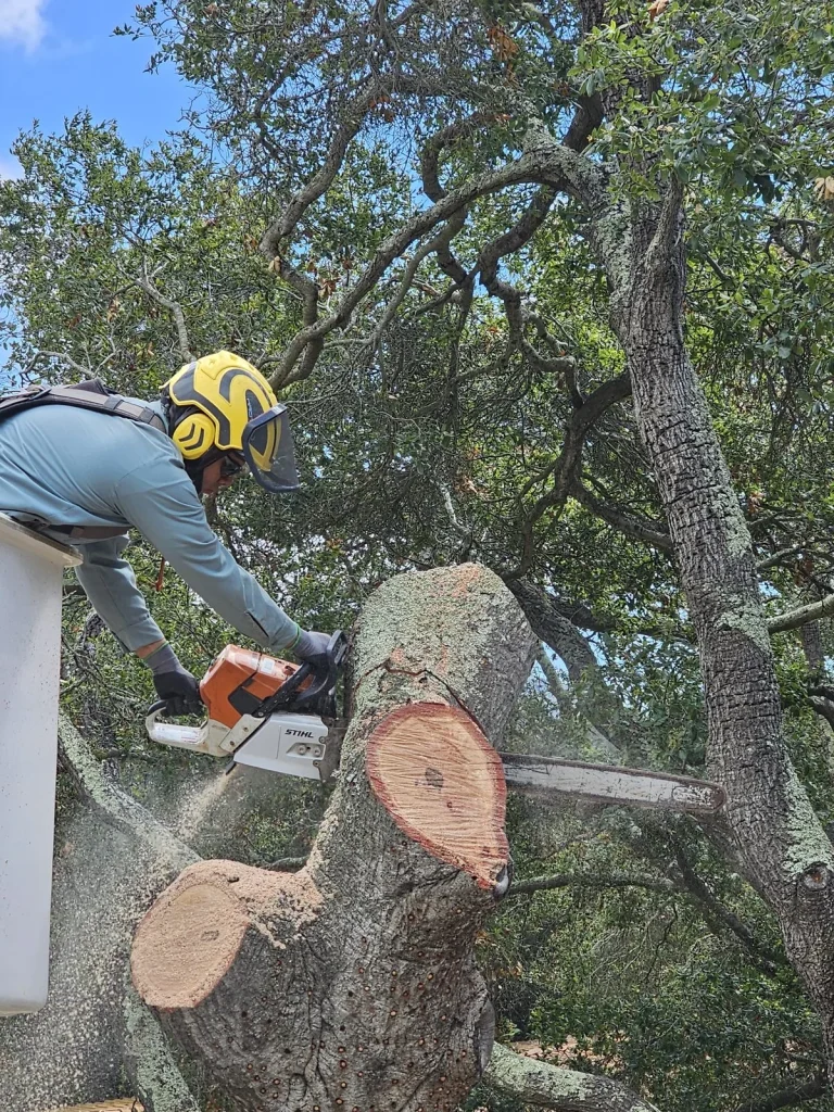 arborist removing a large oak tree in santa barbara. professional tree removal
