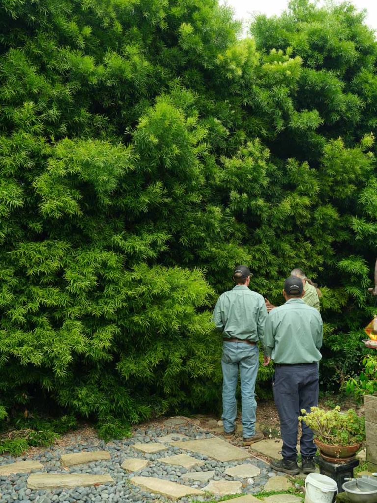 arborists inspecting hedges