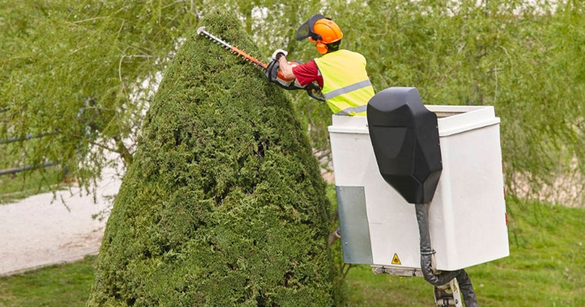 benefits of regular tree pruning 2