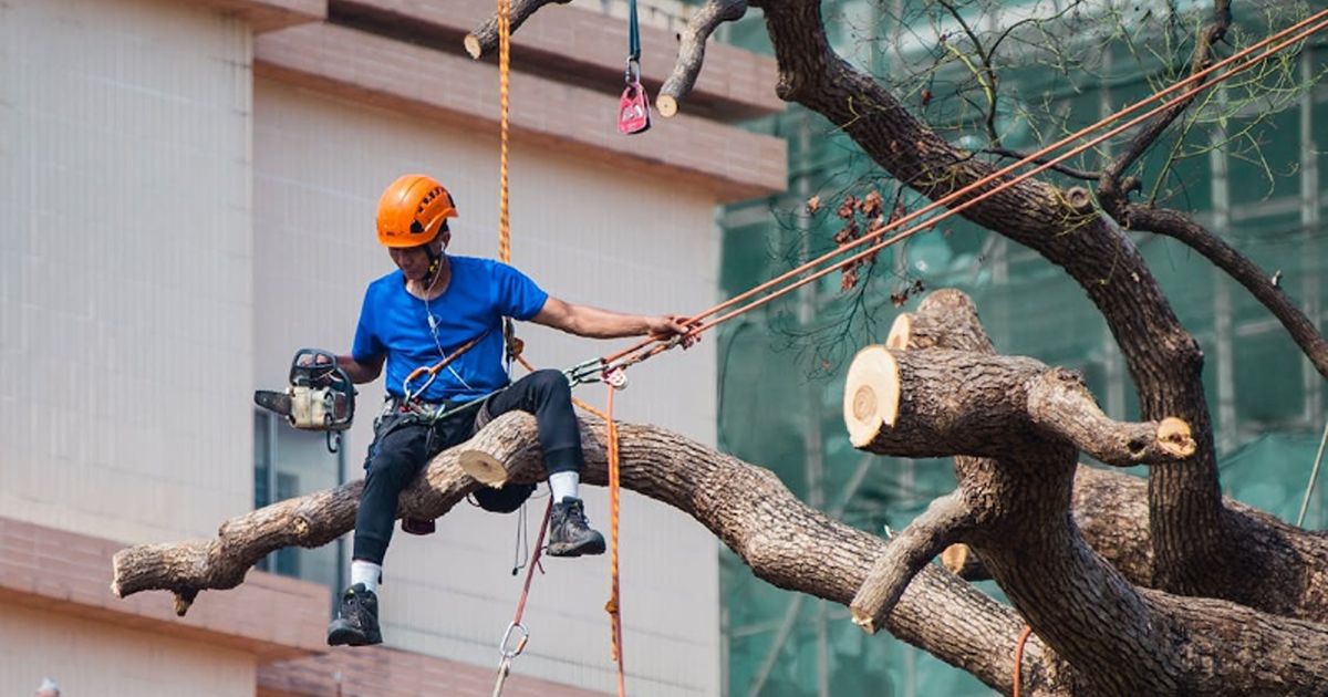 best to trim trees 3