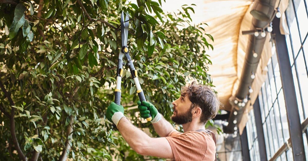 best to trim trees 4