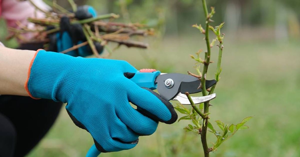 best to trim trees 5