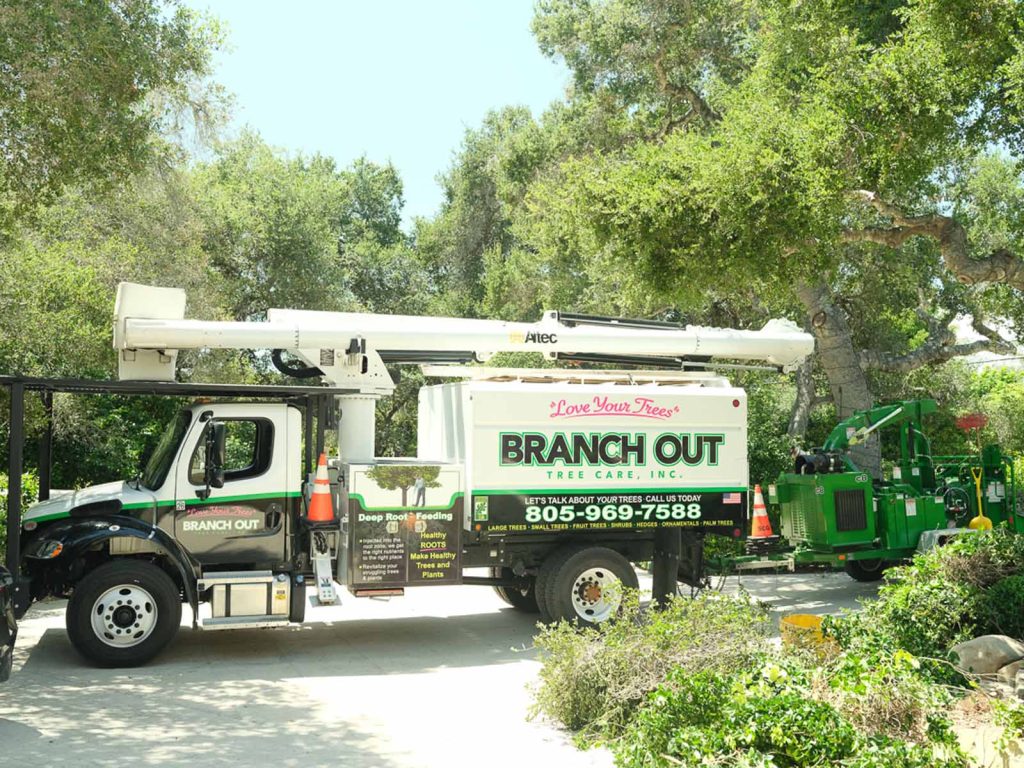 Branch Out Tree Care bucket truck for palm tree trimming in Santa Barbara
