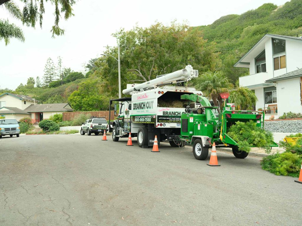 branch out chipper truck loaded tree care in santa barbara