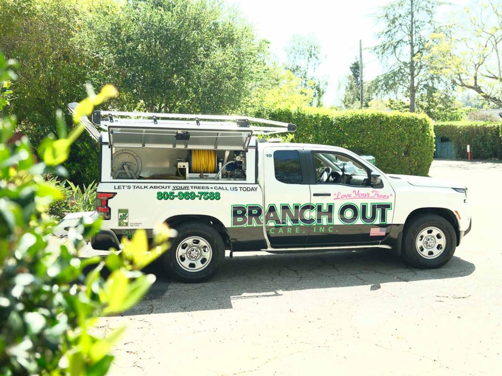 branch out tree service truck