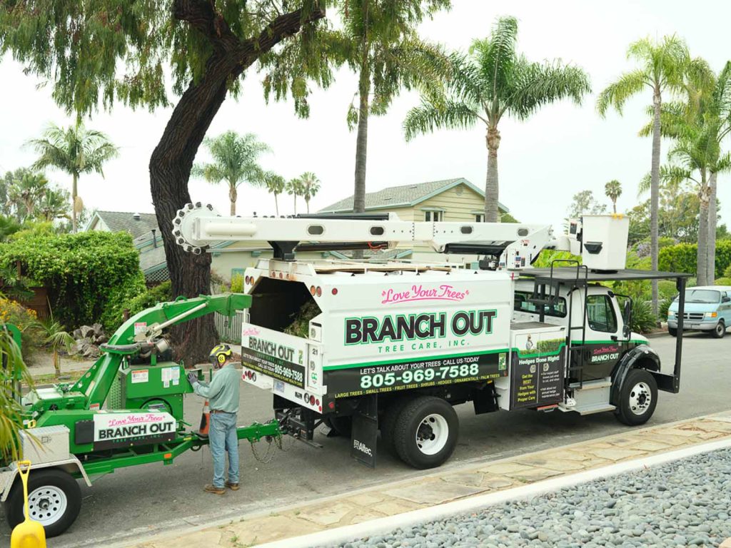 branch out tree truck and wood chipper in santa barbara