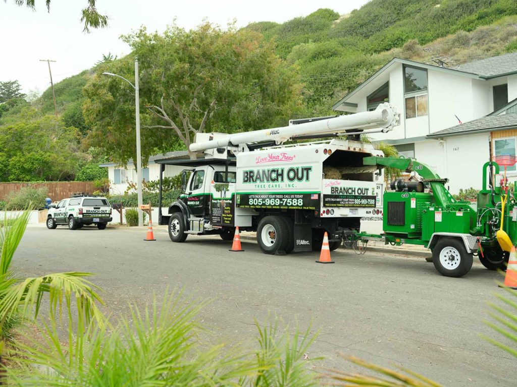 branch out tree care brush chipping equipment in santa barbara