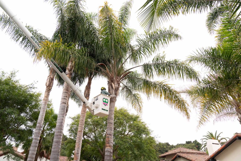 bucket lift palm trees