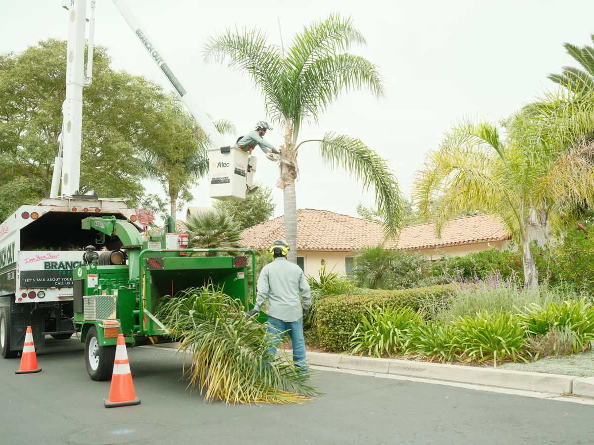 bucket truck palm pruning residential santa barbara. palm tree care
