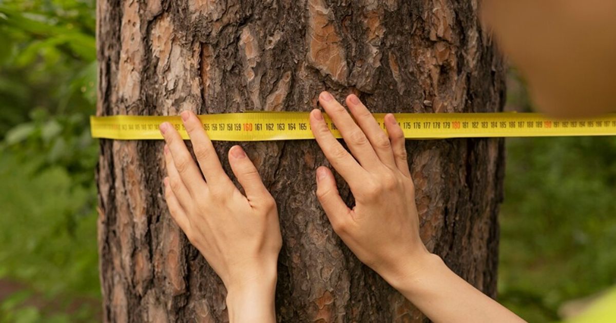 care trees at home 1