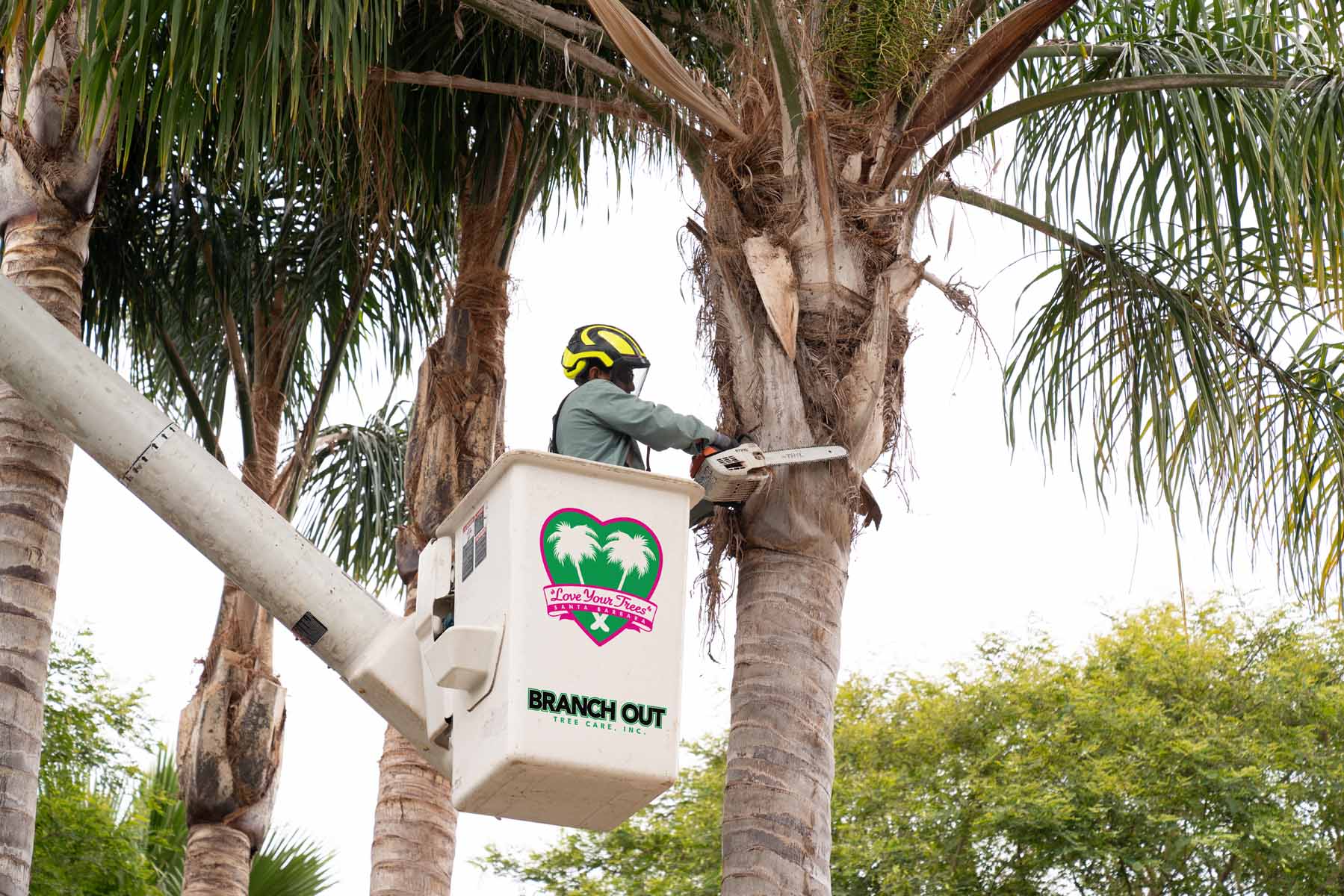 using a chainsaw to trim a palm tree