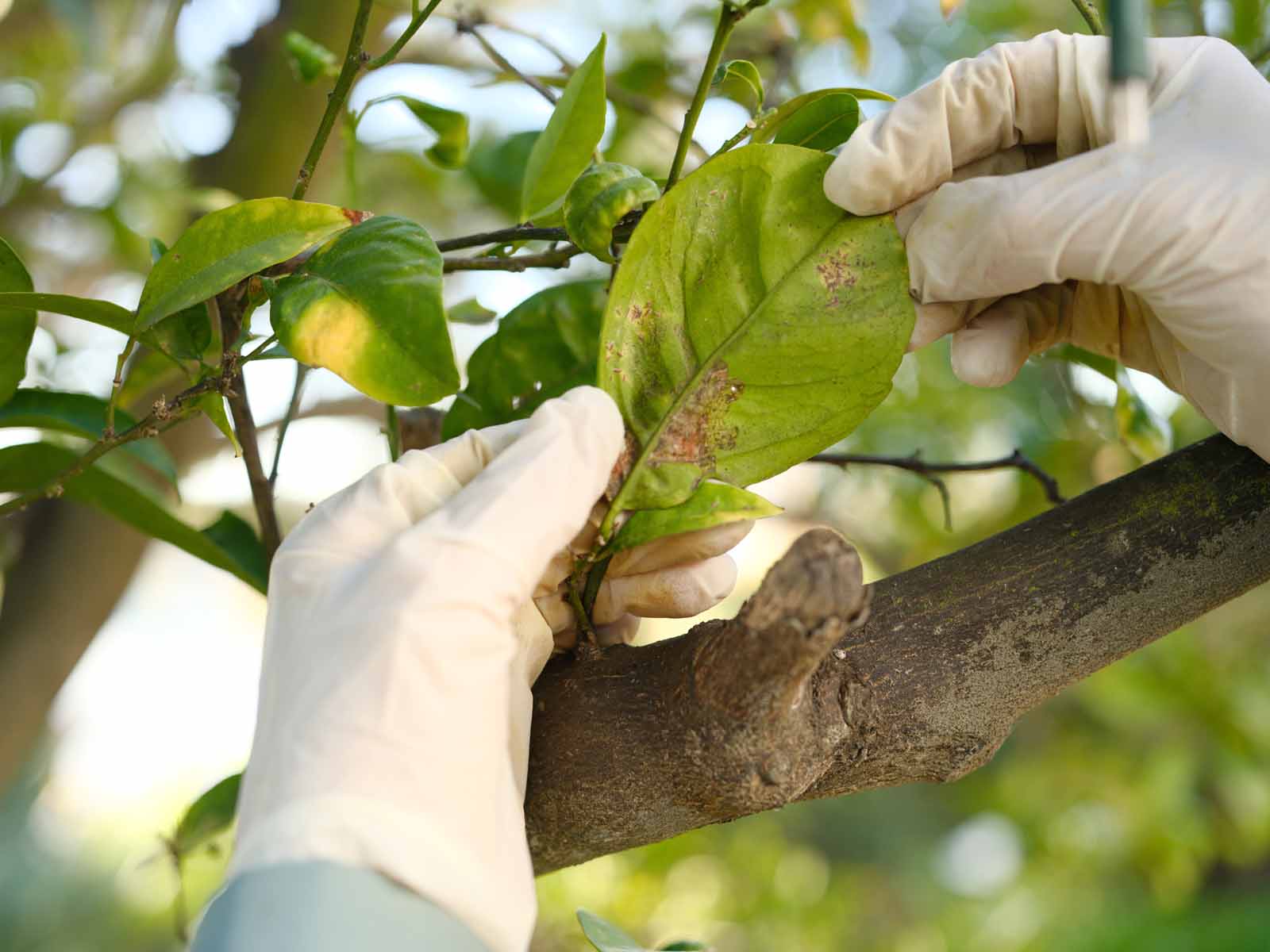 citrus fruit leaf inspection. red scale