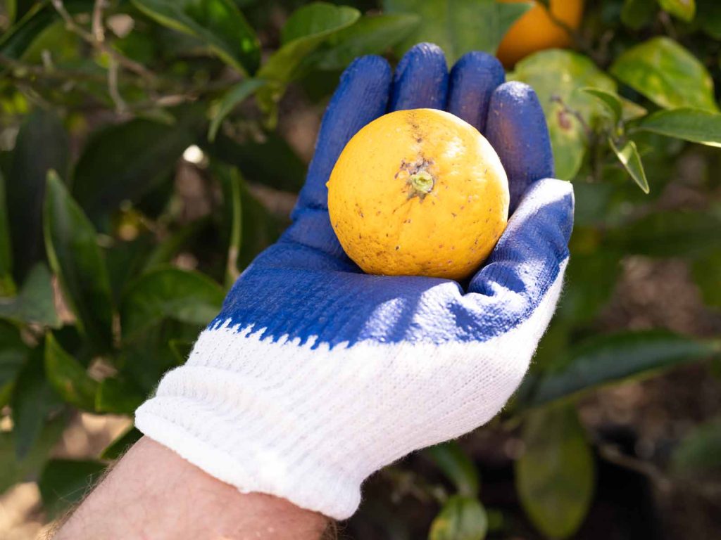 citrus thrips fruit damage. needs pest control