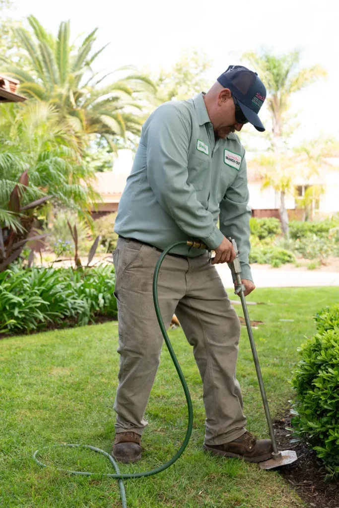 deep root feeding ornamental tree