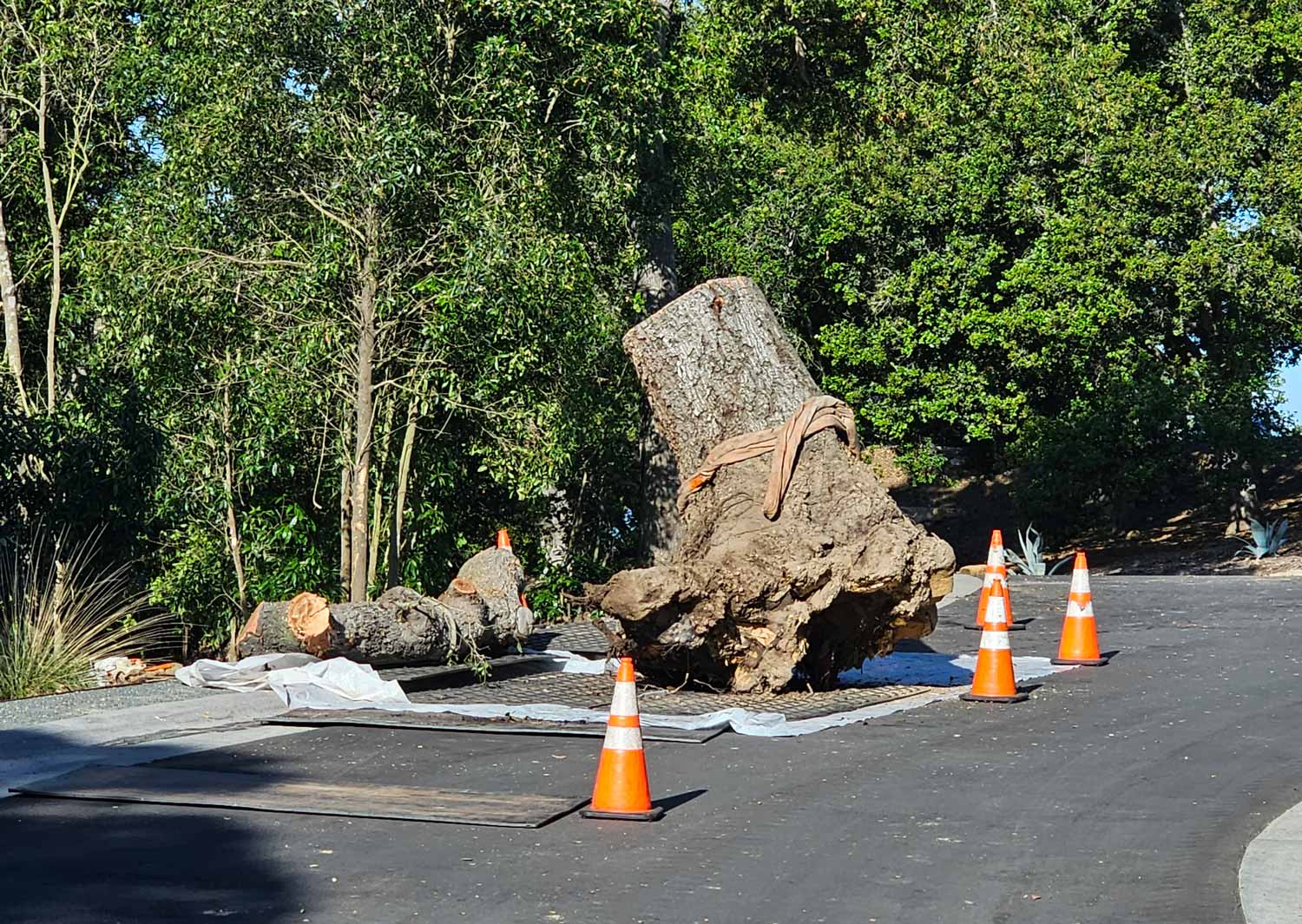 emergency tree service in santa barbara