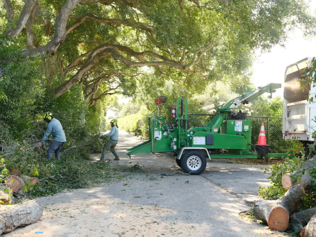 fallen oak tree chipping crew santa barbara 93110