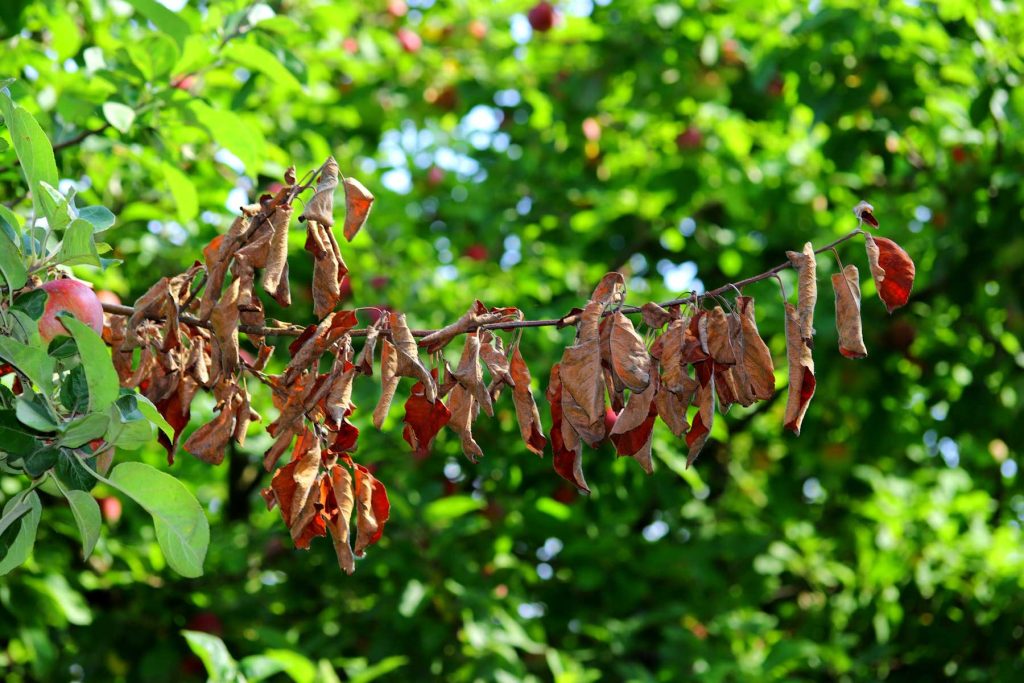 dead branch on a tree from fire blight