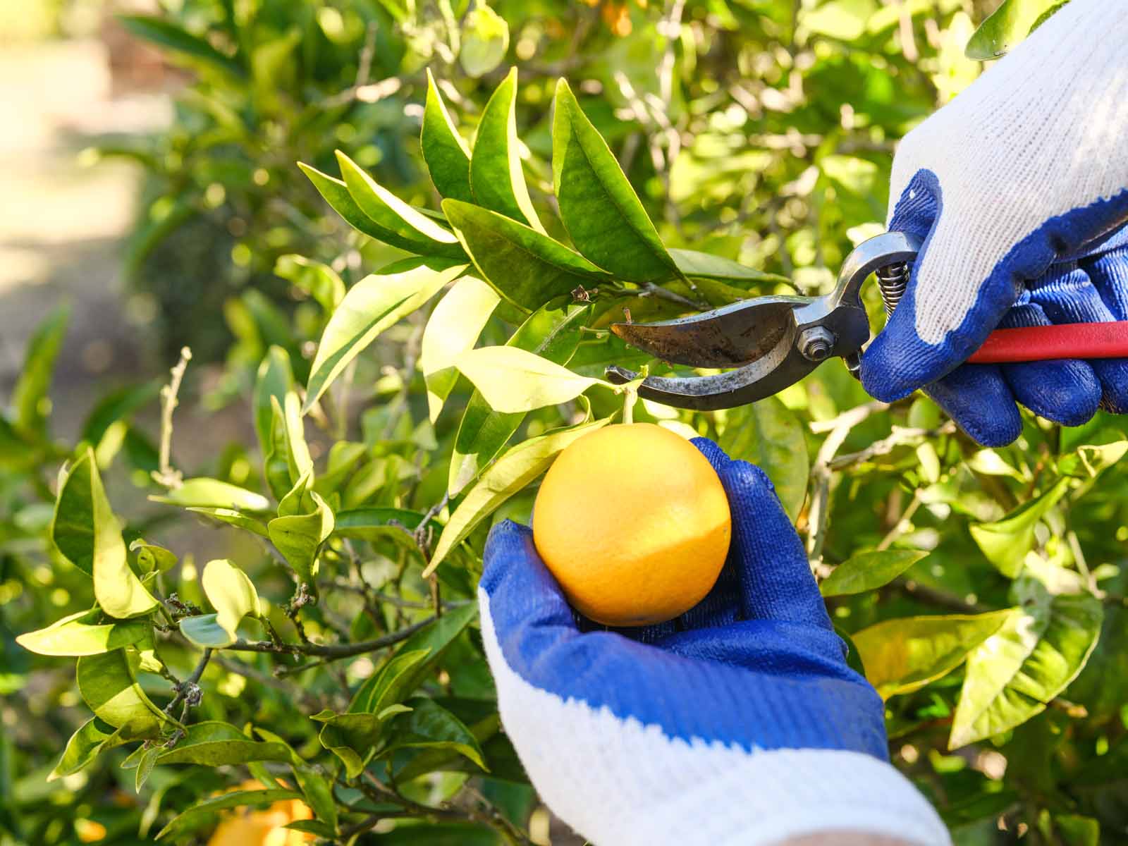trimming an orange off a tree