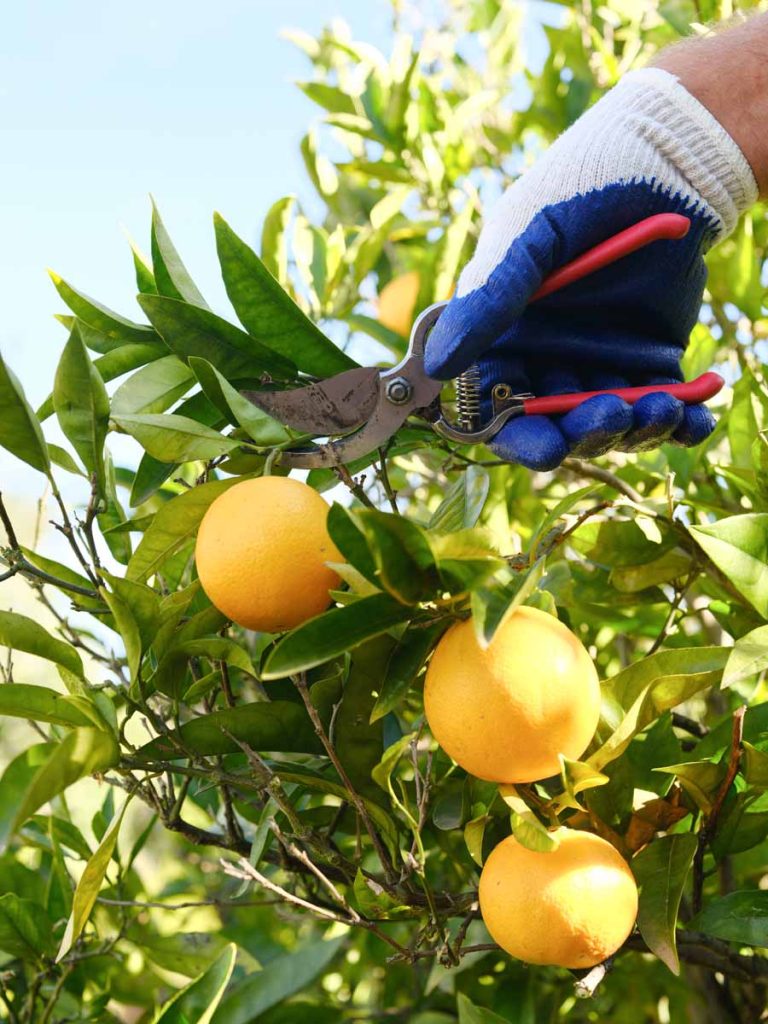 hand pruning orange fruit tree