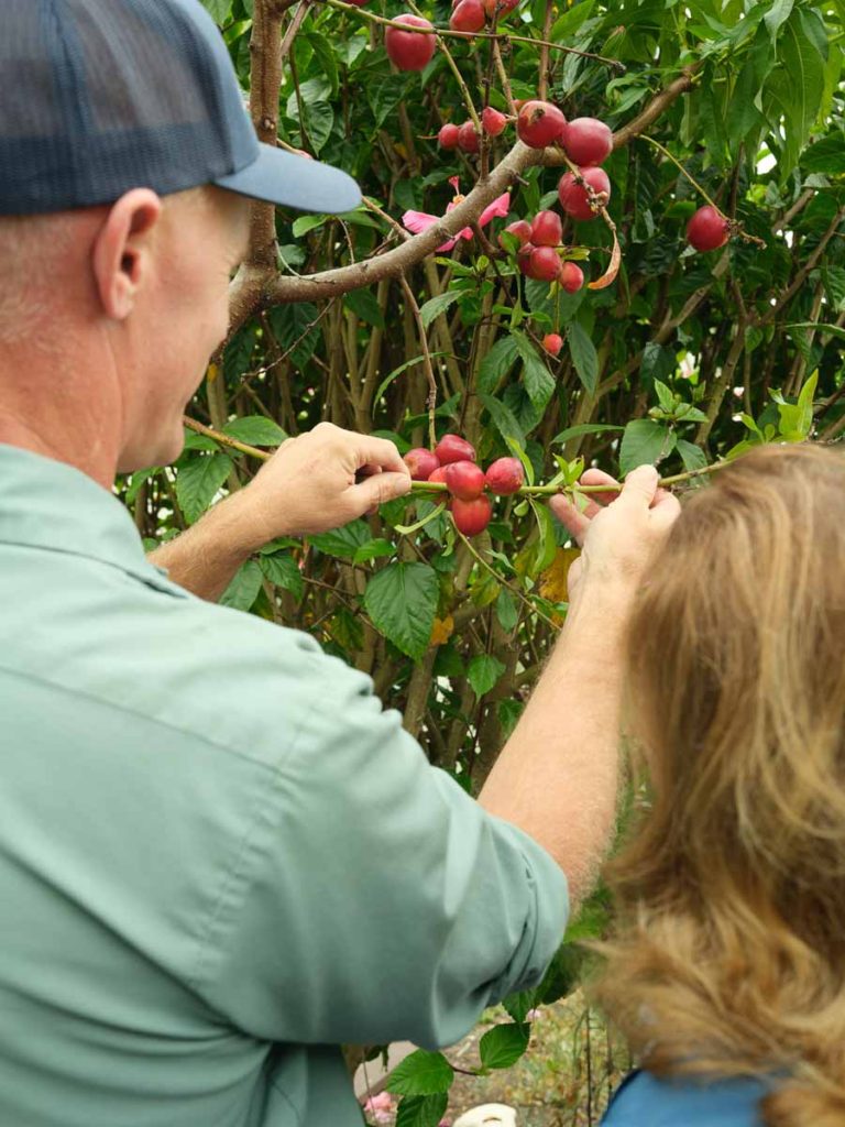 How to care for your trees at home 19 hands examining nectarine fruit. caring for your trees at home
