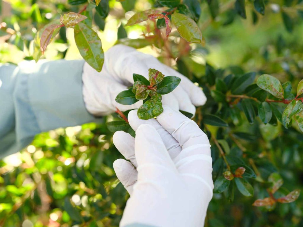 inspecting a damaged leaf for tree health assessment