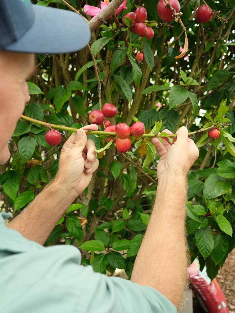 hands holding nectarine branch