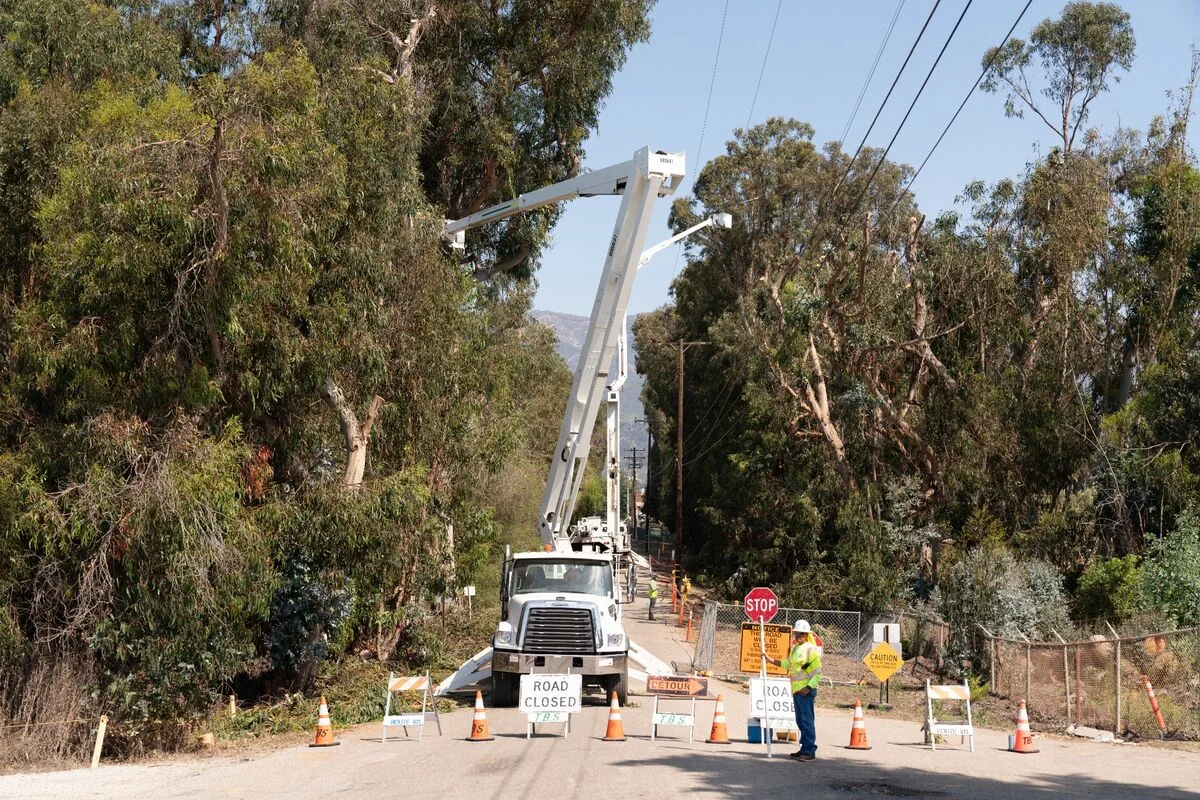 large eucalyptus tree removal with lift trucks in carpinteria 93013. commercial tree service