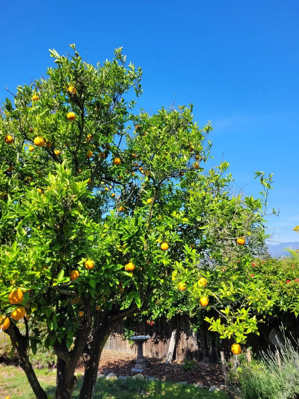 large lemon tree goleta california 93117