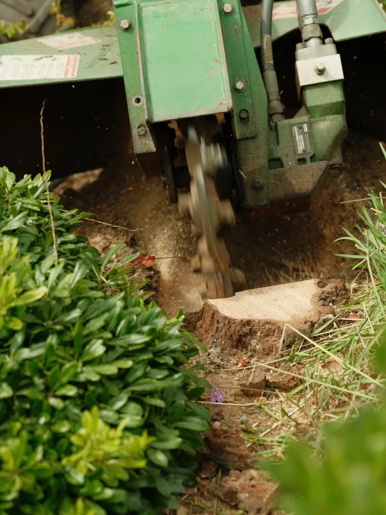 large palm stump grinding in santa barbara