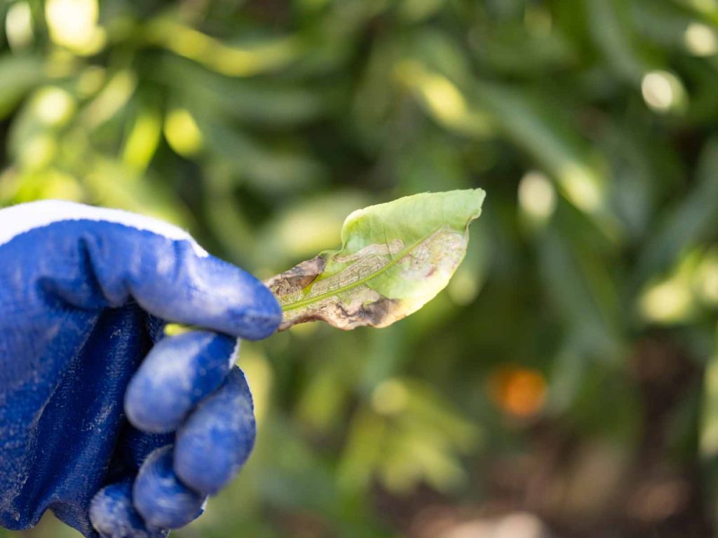 leaf miner curled leaf damage