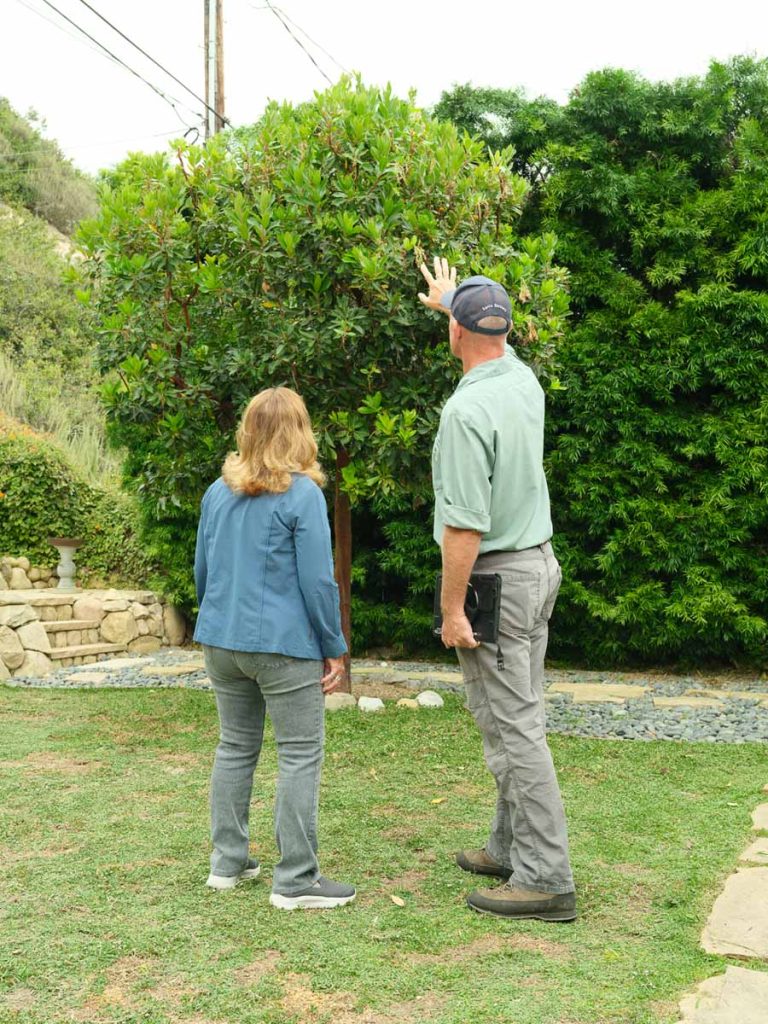 arborist and client examining shrub