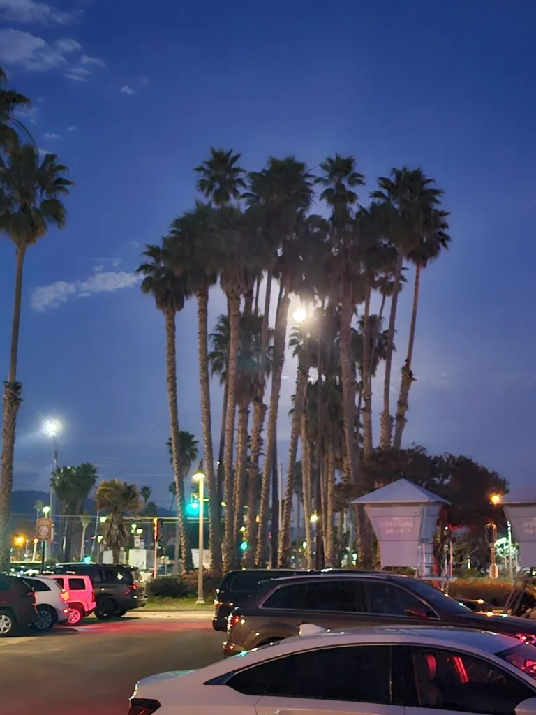 mexican fan palms at night in santa barbara