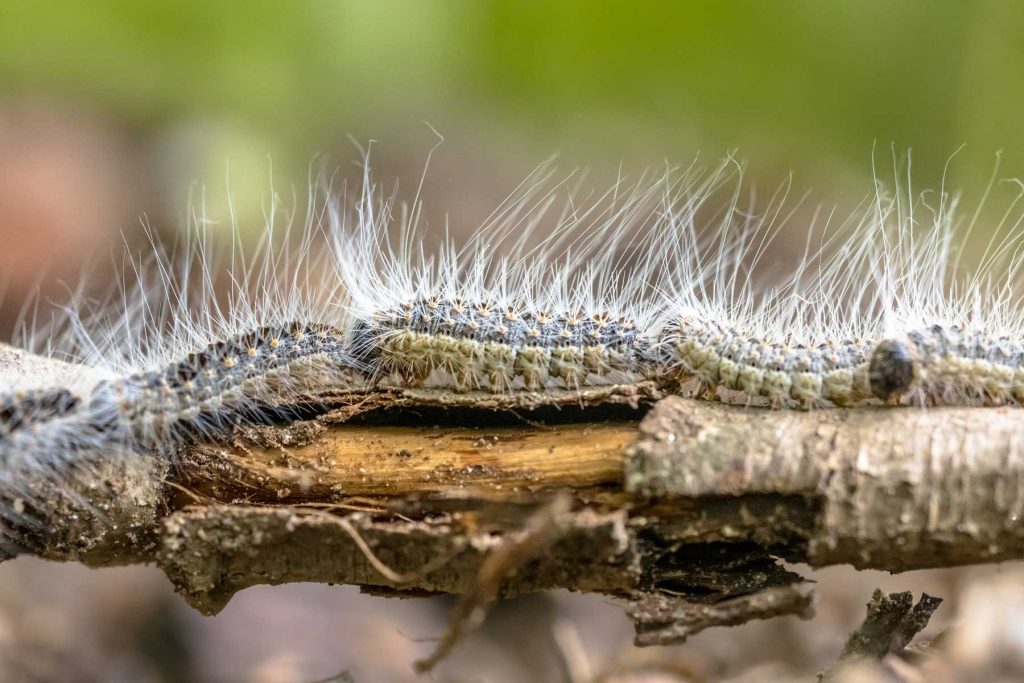 oak moth caterpillars on a tree branch