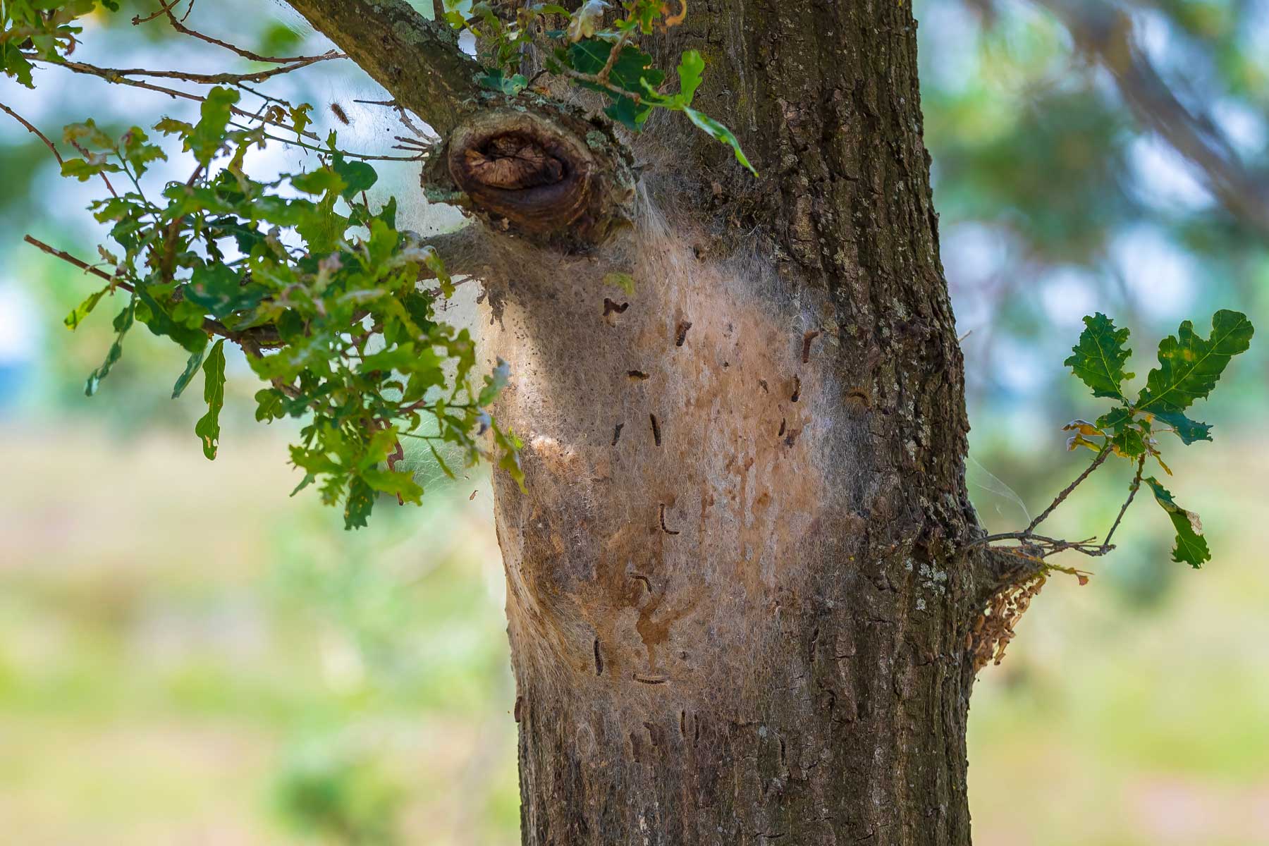 oak moth nest on tree