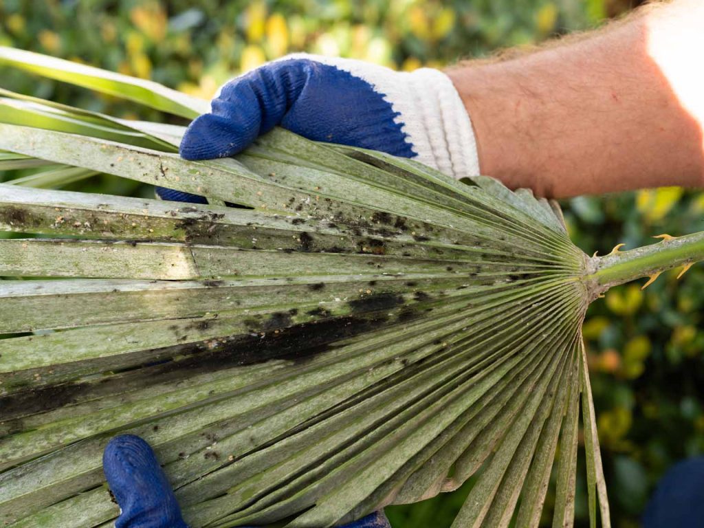 palm frond scale infestation. palm tree pest control