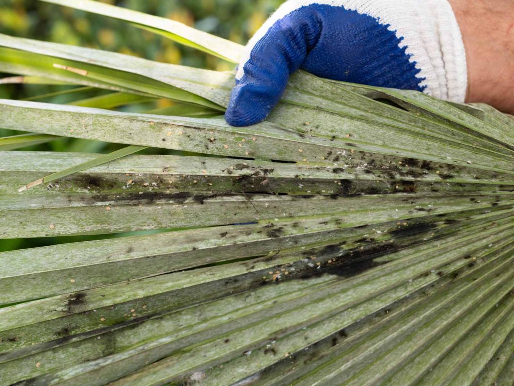 palm leaf black scale closeup