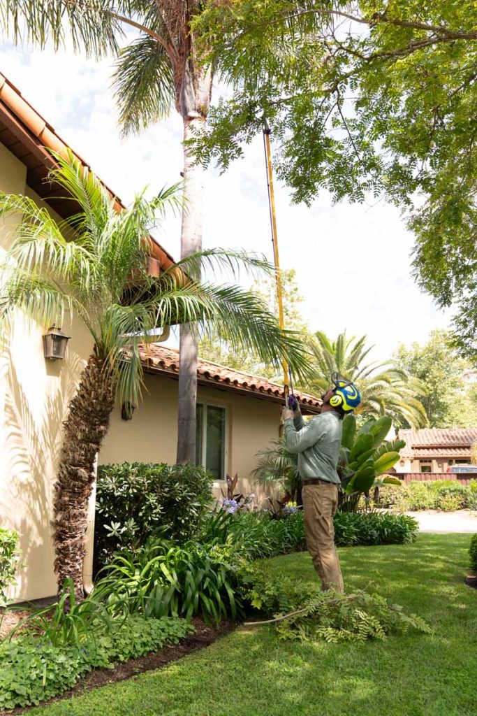 residential palm tree trimming service. santa barbara residential tree service