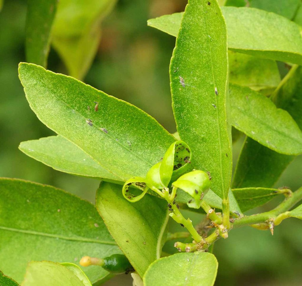 citrus leaf pest control