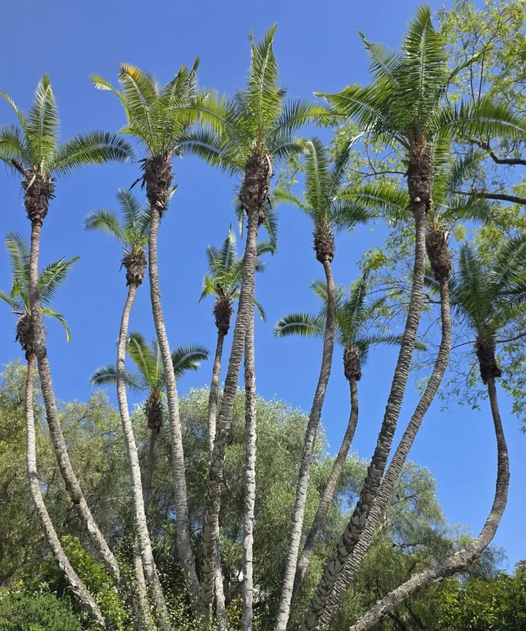 Senegal date palm after trimming in Santa Barbara