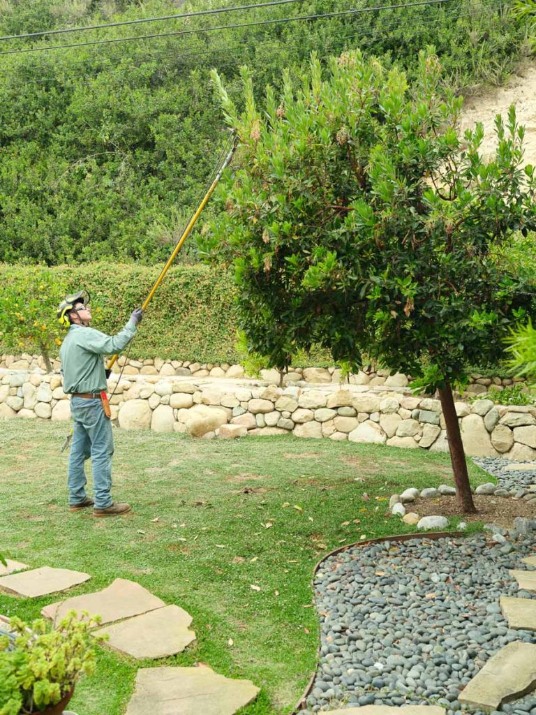 pole pruner tree trimming