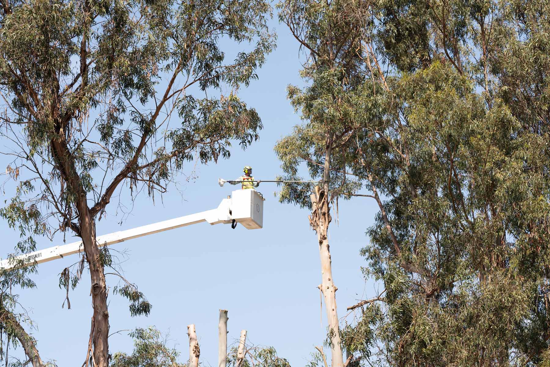 pole saw trimming eucalyptus tree
