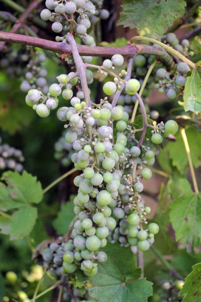 powdery mildew on grapes
