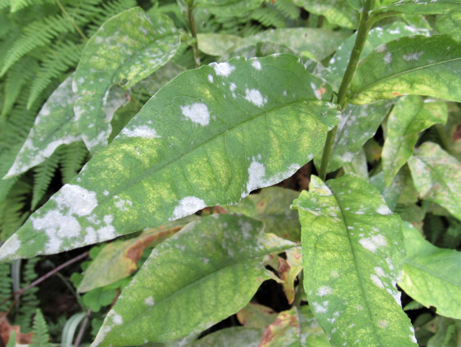 powdery mildew on plant leaves