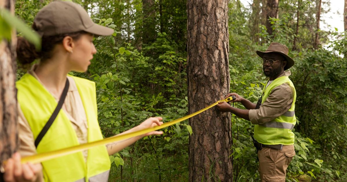The importance of professional tree risk assessments 1 professional tree risk assessments 1
