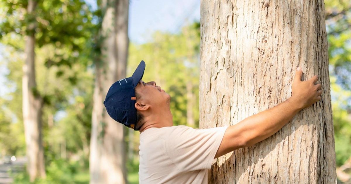 The importance of professional tree risk assessments 2 professional tree risk assessments 2